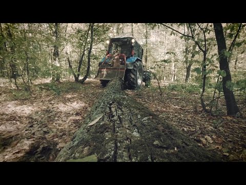 Видео: Лісівник - професія для справжніх чоловіків