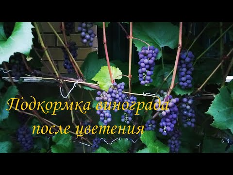 Видео: Подкормка винограда после цветения