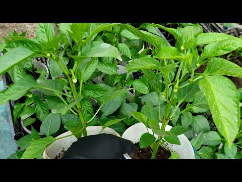 Видео: Висадка перцю. Перше підживлення у відкритому ґрунті.