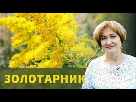 Видео: Золотарник канадский – дробим камни!