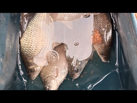 Видео: Саздинка Карась,Щука- Актобе 2.11.2025 соревнования))