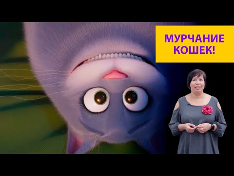 Видео: Почему мурчат коты? Наталья Носова