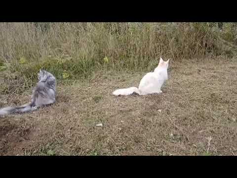 Видео: На даче 😺 10 сентября 2025 г.