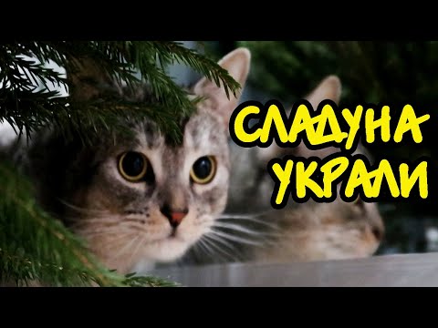 Видео: КУДА ПРОПАЛ СЛАДУН, ПОКА МЫ НАРЯЖАЛИ ЁЛКУ? l МИСТИКА В НАШЕМ ДОМЕ