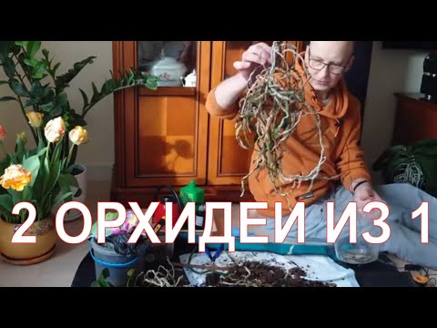 Видео: Как я сделал 2 орхидеи из одной.