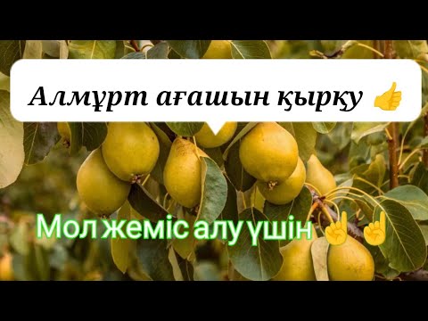 Видео: Алмұрт ағашын қырқу. Жеміс ағаштарын күтіп баптау. Груша