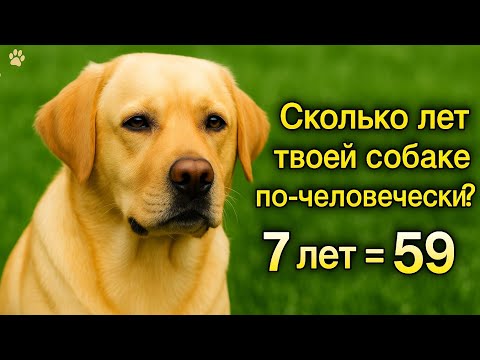 Видео: Сколько лет собаке по- человеческим меркам. 