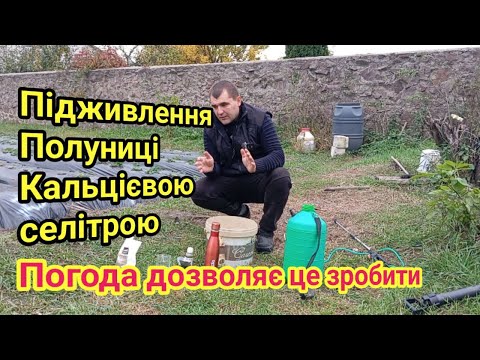 Видео: Підживлення полуниці кальцієвою селітрою восени