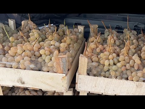 Видео: УЗУМЛАР ЧАҚҚОН ТОК ДАМСКИ 23500 СОТИЛДИ Олтиариқ узум бозор