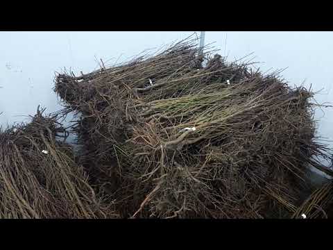 Видео: Карлик, жарым карлик көчөттөр сатылууда..(0778940505) Кадамжай, Үч -Коргон муздаткычында.
