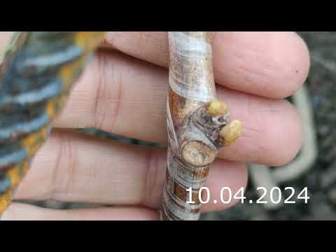 Видео: Прививка Виноградной Лозы Зоренька // grapevine grafting
