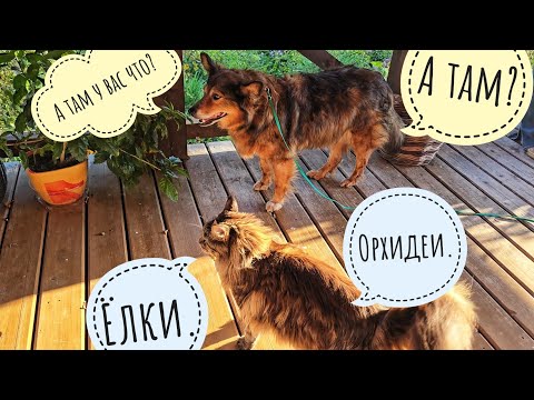 Видео: Котик и пёсик привезли нам тележку кабачков! Распаковка орхидей с Орхидиума, первая часть