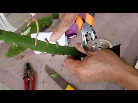 Видео: Самый простой способ привить питахайю