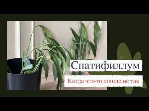 Видео: №63. Спатифиллум. Почему растение из магазина погибает после пересадки?