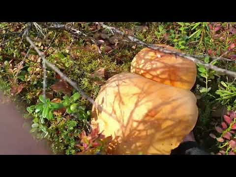 Видео: Осенние красоты...