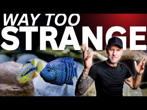 Видео: 4 моих УЛЬТРА СТРАННЫХ пары цихлид для разведения