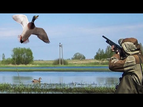 Видео: ВСЯ КРАСОТА ОХОТЫ С ПОДСАДНОЙ УТКОЙ НА СЕЛЕЗНЯ. Открытие весенней охоты 2024 скоро на канале