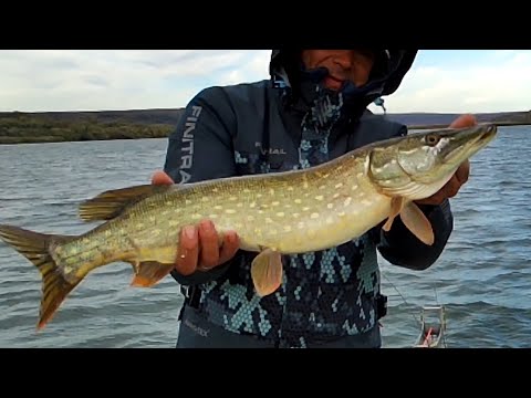 Видео: Рыбалка на Днестре: Щука, Судак, Окунь. Ловля хищника
