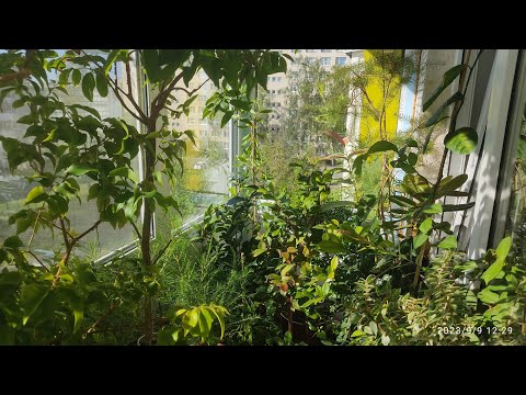 Видео: Растения на балконе. Начало осени 🍃🍂🍁