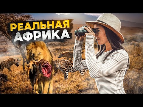 Видео: КЕНИЯ! ЛУЧШЕЕ САФАРИ В АФРИКЕ!ЛЕВ ЕСТ ДОБЫЧУ! ГЕПАРД ЛЕОПАРД