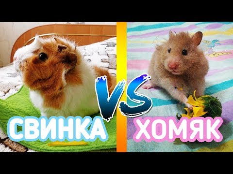 Видео: КОГО ВЫБРАТЬ: МОРСКИЕ СВИНКИ ИЛИ ХОМЯК???