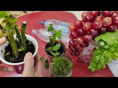 Видео: Черенкование Роз в домашних условиях.Прошел месяц.