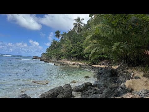 Видео: Путешествие по Доминикане: пляжи, лагуны и магия острова _ Journey through the Dominican Republic