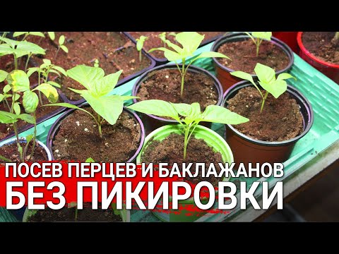 Видео: Посев перцев и баклажанов без пикировки