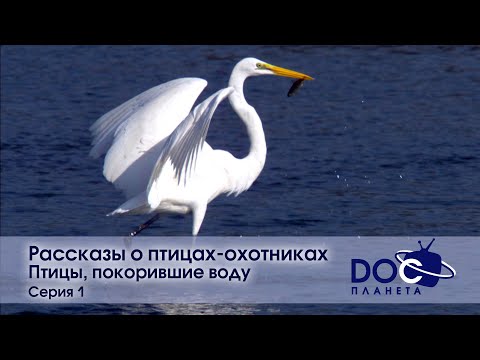 Видео: Рассказы о птицах-охотниках - Фильм 1. Птицы, покорившие воду - Документальный фильм