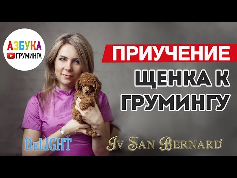 Видео: Как приучить щенка к грумингу. Агрессия, страх, лакомства