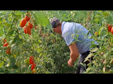 Видео: Ох і Урожай помідорів👍Ціна на Братові поросята ‼️Штурмонули завод по переробці сої❌️