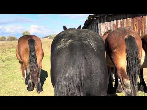 Видео: Лошата на Продажу