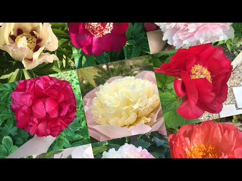 Видео: Цветение пионов в моём саду. Сезон 2023г