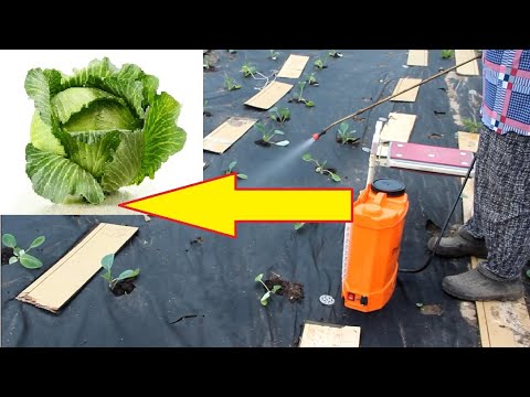 Видео: ПОСЛЕ ЭТОГО КАПУСТА НАЧНЕТ РАСТИ КАК НА ДРОЖЖАХ! КРЕПКАЯ И ЗДОРОВАЯ