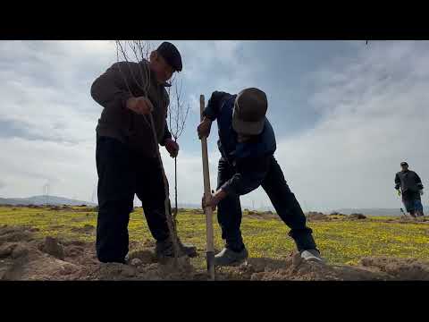 Видео: Бадам бактын гектарынан канча киреше алса болот