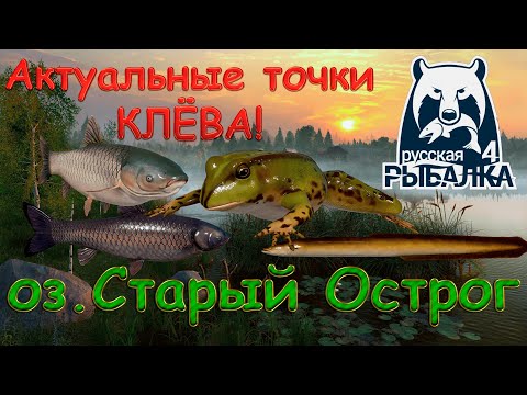 Видео: Актуальные точки клева на озере Старый Острог. Актуально на 10.10.2025. Русская рыбалка 4.