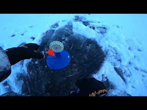 Видео: Старица Пяку-Пура Окунь ,щука  Жерлицы октябрь 2025г