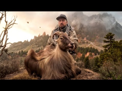 Видео: ОХОТА В НЕПАЛЕ: ГОЛУБОЙ БАРАН И ГИМАЛАЙСКИЙ ТАР