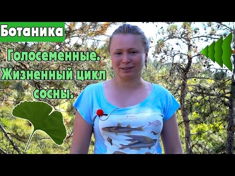 Видео: Отдел Голосеменные| Общая характеристика и классификация.