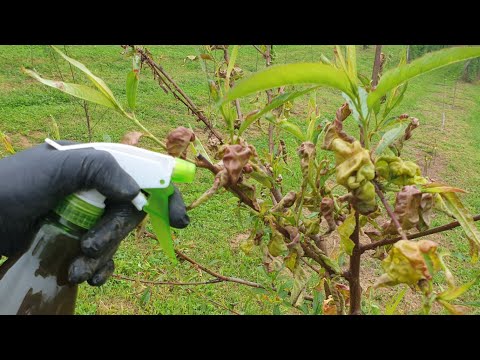 Видео: Как предотвратить и вылечить курчавость листьев персика??