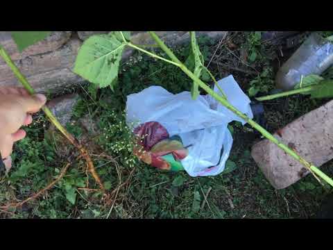 Видео: Малина Маричка . Когда копать саженцы ?