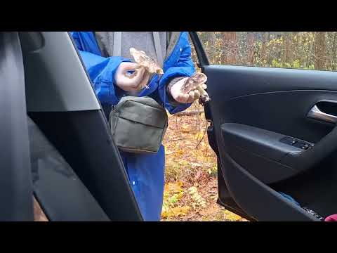 Видео: 19 октября . Закрываем грибной сезон