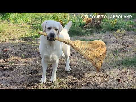 Видео: Илюша, Миша и весёлый веник))) 2 г. и 6 лет