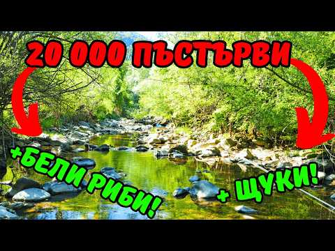 Видео: ЕПИЧЕН риболов на ПЪСТЪРВА в сърцето на БАЛКАНА! ХИЛЯДИ РИБИ! +риболов на ЩУКА и БЯЛА РИБА! ОСЪМ2022