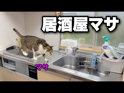 Видео: Жареная еда, безопасная для кошек! Здоровая аэрогриль, которую легко готовить и чистить