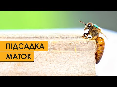 Видео: Простий  спосіб підсадки маток в пересилочних кліточках.