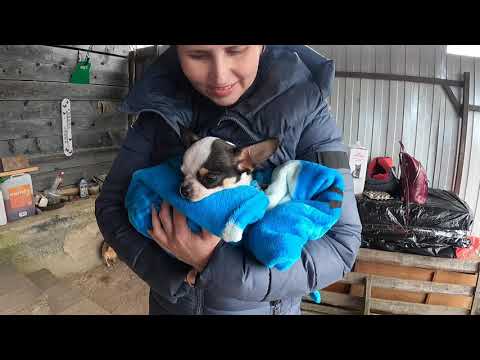 Видео: ПРОВОЖАЕМ Виконта в новый дом / купить щенка ЧИХУАХУА в питомнике РКФ " Мари Мистик " в СПб