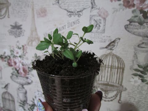 Видео: ПИКИРУЕМ ТИМЬЯН ПРОЩЕ ПРОСТОГО!!!