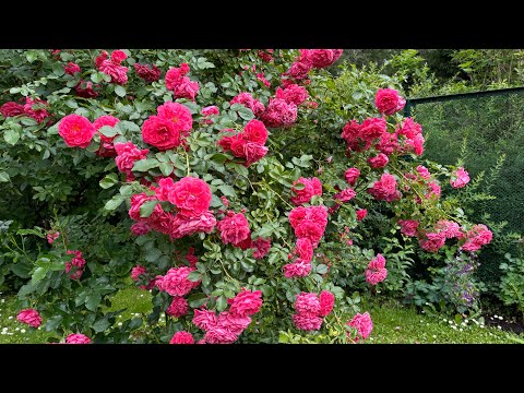 Видео: «Розариум Ютерсен (Rosarium Uetersen)»- один из лучших сортов плетистых роз