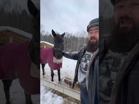 Видео: Жизнь после пожара: конный клуб "Волшебный лес". Большое интервью с Кириллом Панфиловым
